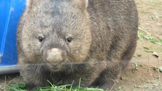 ウォンバット | 動物図鑑 | ZFC.jp