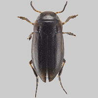 Eastern Colombian Páramo Liodessus Guignot, 1939 diving beetles
