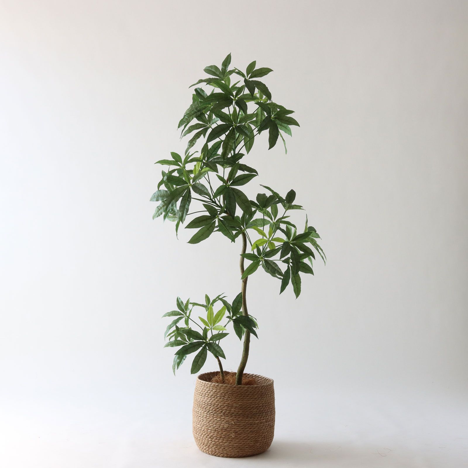 パキラ | プレミアム光触媒フェイクグリーン 造花ドットコム zouka.com