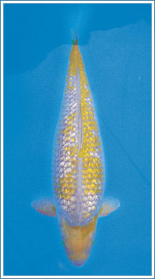 金銀鱗2種（きんぎんりん にしゅ） | Zen Nippon Airinkai