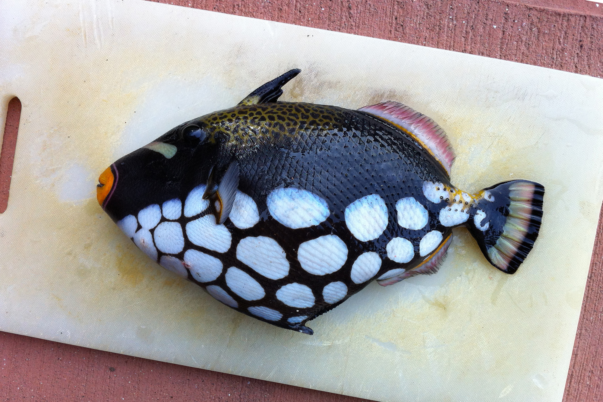 モンガラカワハギ(2013.02.09) - WEB魚図鑑