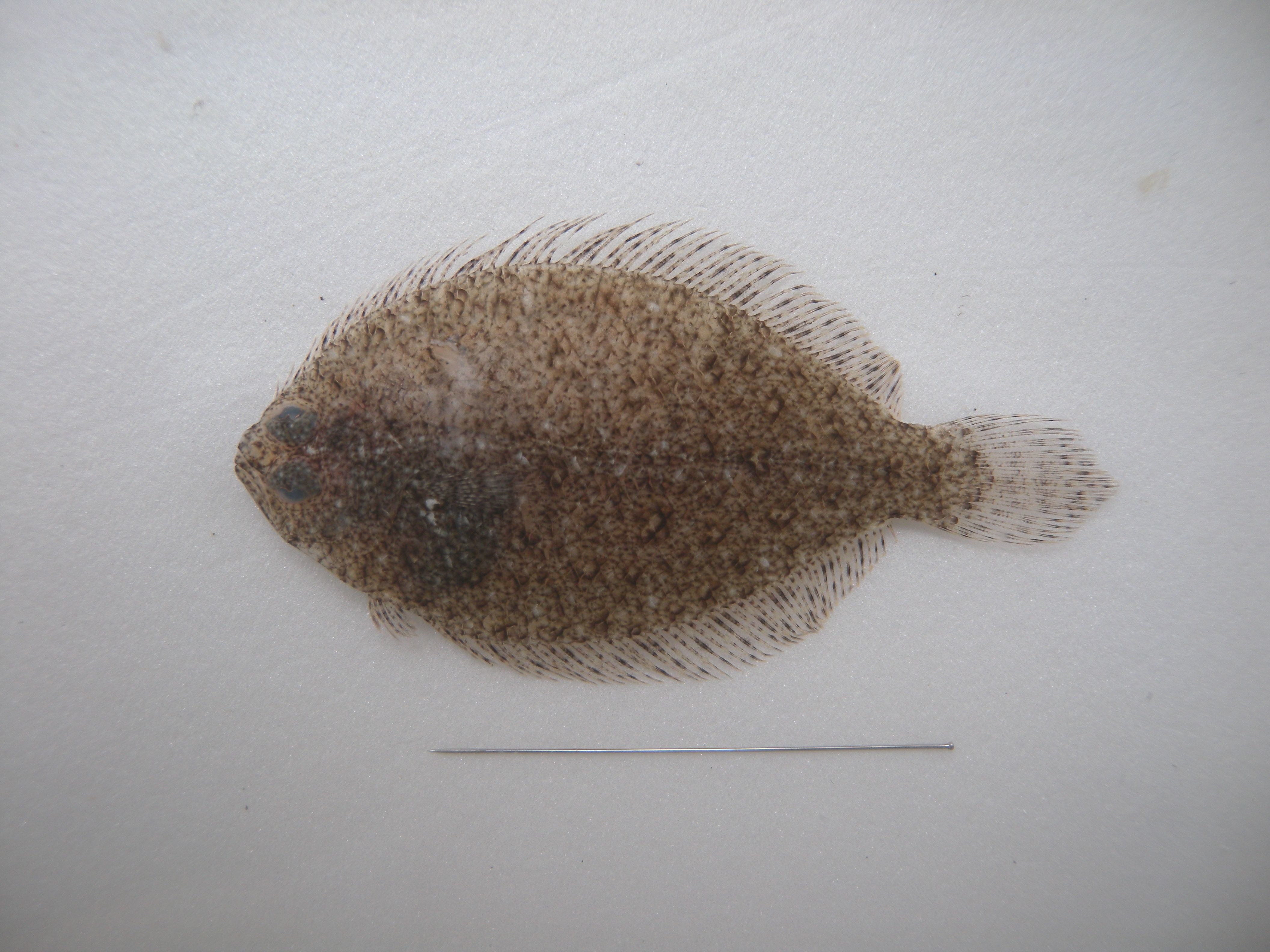 アラメガレイ - WEB魚図鑑