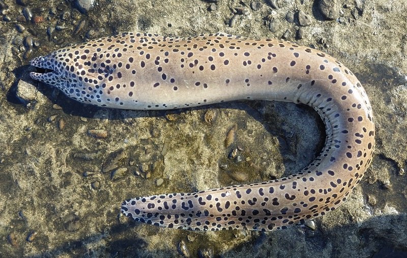 ウツボ科 - WEB魚図鑑