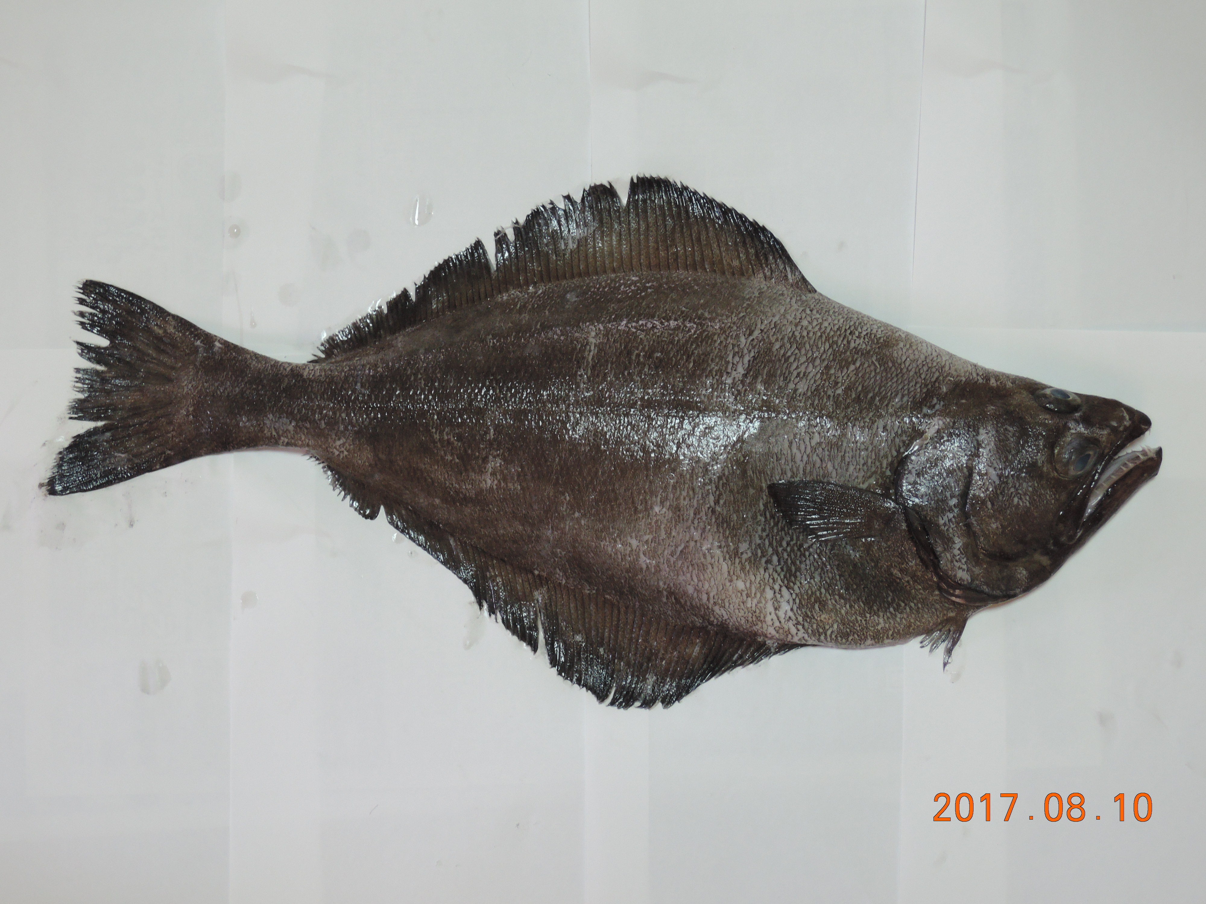 アブラガレイ - WEB魚図鑑