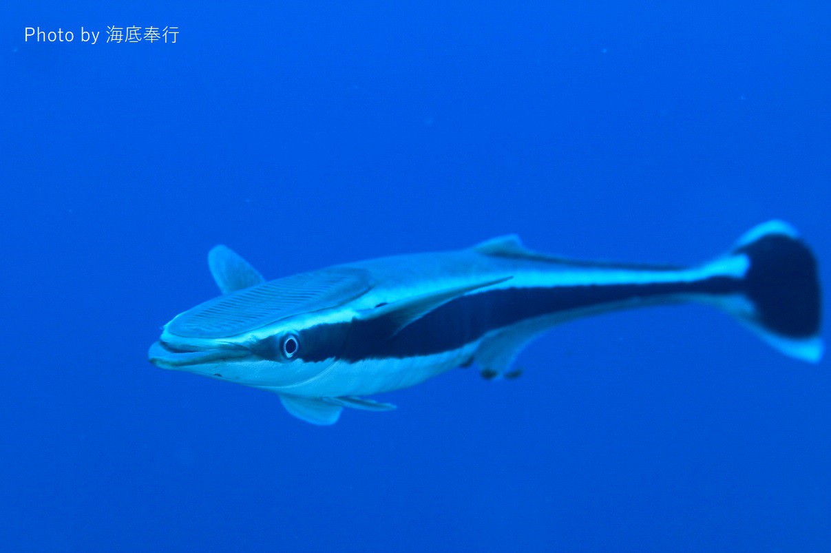 コバンザメ - WEB魚図鑑