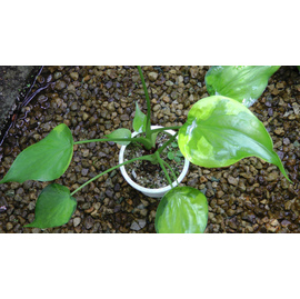 アロカシア・ククラータ ムーンランディング ≪価格は応相談です