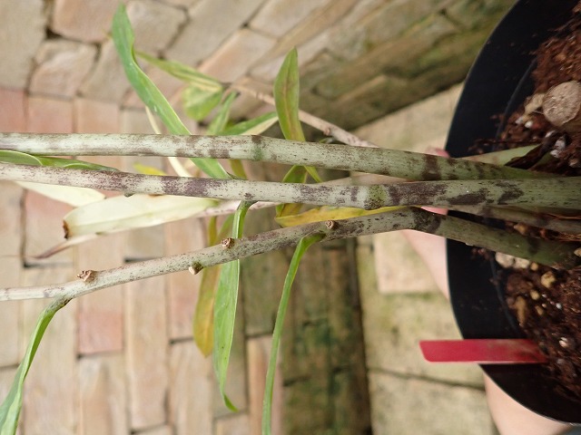 ザミオクルカス・ザミフォリア 極麗斑入り ニュータイプ | 希少植物の