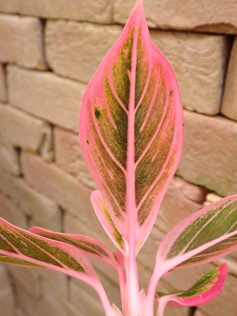 アグラオネマ ロータスディライト(Aglaonema Lotus Delight) | 希少