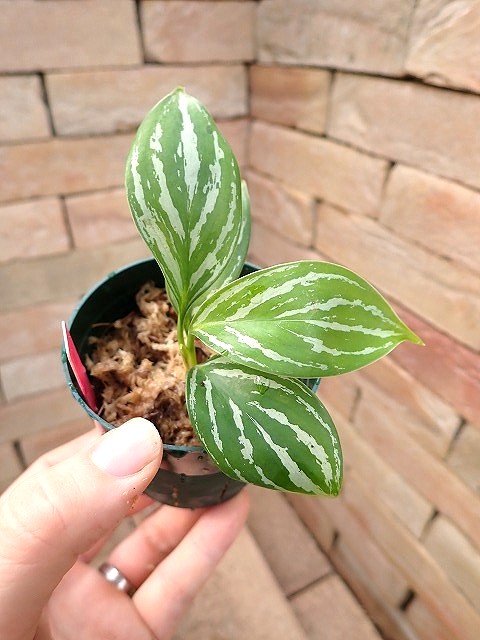 アグラオネマ 二ティドゥーム カーティシー 管理番号0011 アグラオネマ