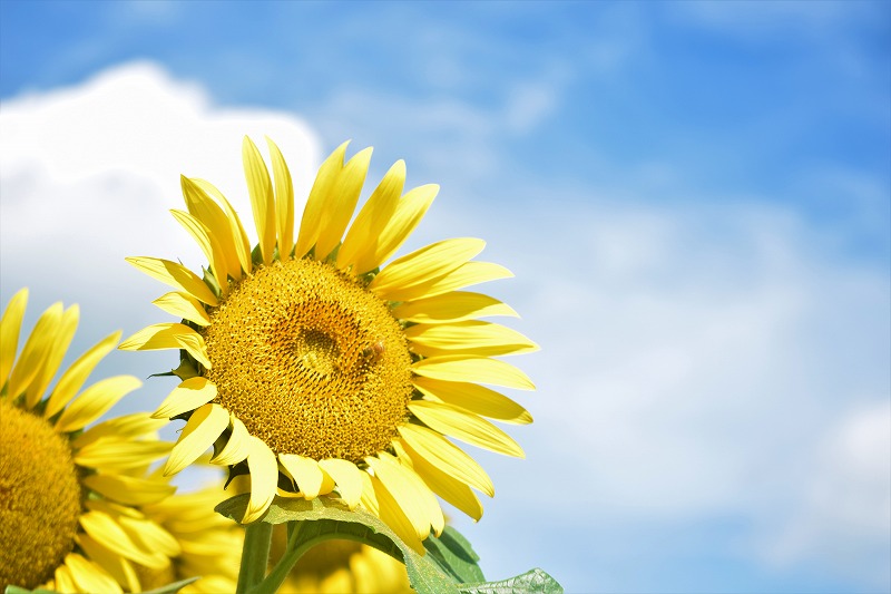 あけぼの山農業公園・あけぼの山公園 | 【ヒマワリ開花状況】2025年7月19日