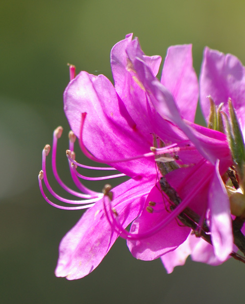 現品 ミツバツツジ 自然樹形 株立 2mほど 山採り 003 現品