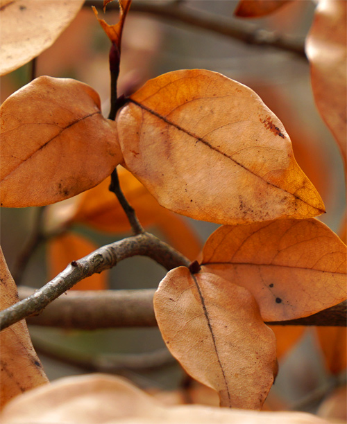 山採り自然樹形ヤマコウバシ販売 秋元園芸 茨城那珂