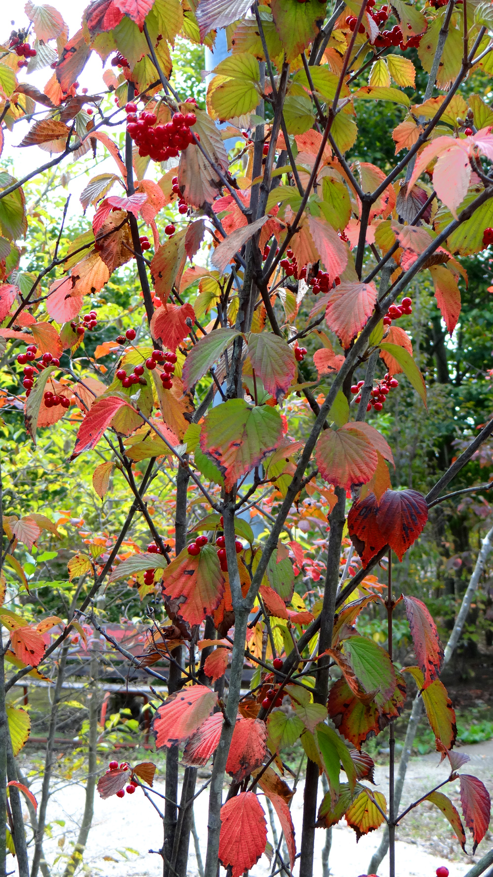 自然樹形山採りミヤマガマズミ販売 秋元園芸 茨城県那珂市