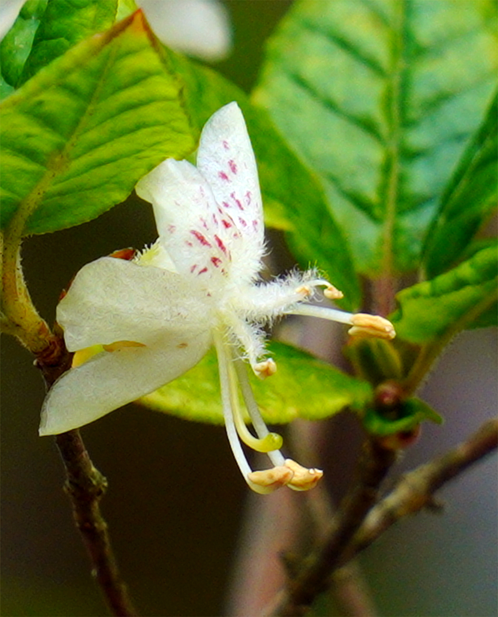 山採り自然樹形バイカツツジ販売 秋元園芸