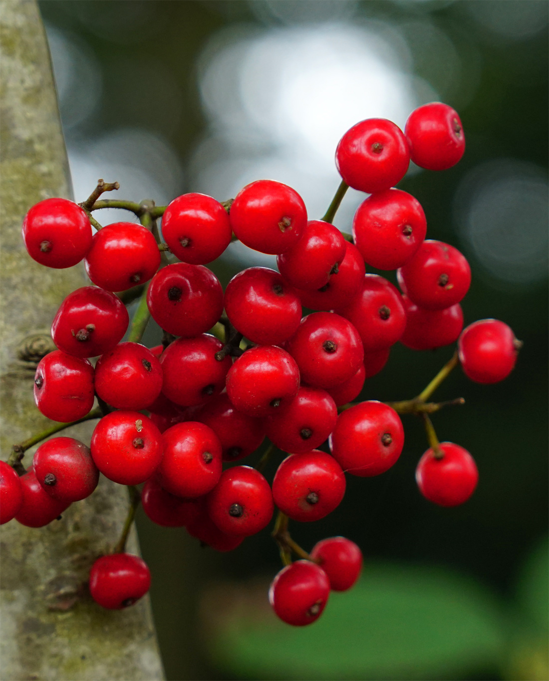 自然樹形山採りミヤマガマズミ販売 秋元園芸 茨城県那珂市