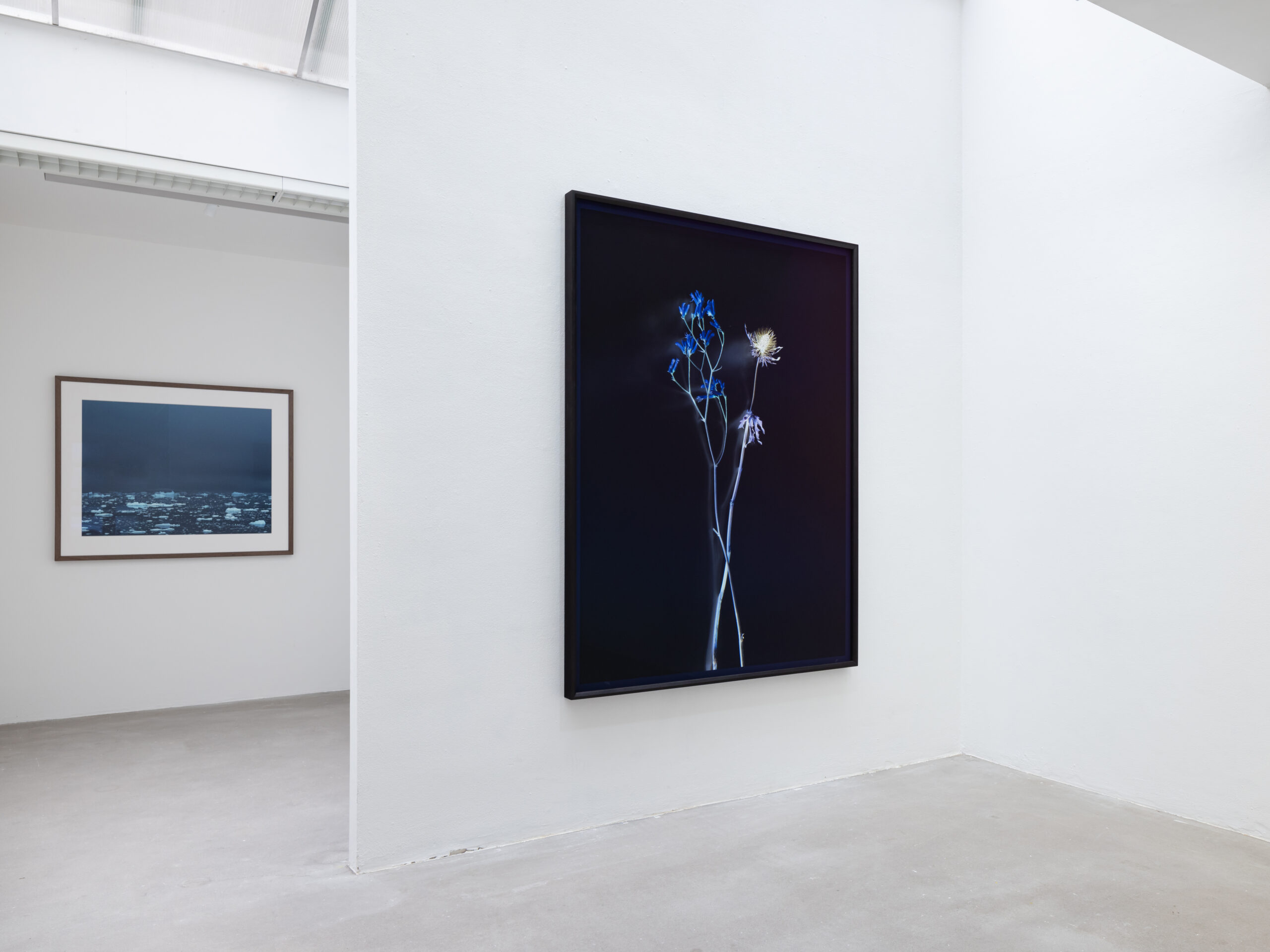 Axel Hütte | ENIGMATIC | Flower - Wood - Growler - AKINCI