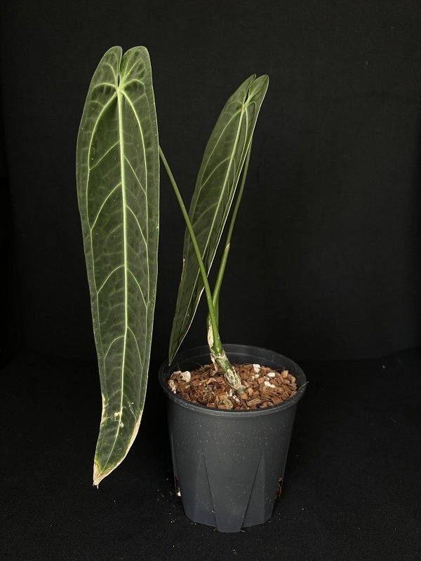 AMAZON】Anthurium Warocqueanum M 5.5号(アンスリウム・ワロクアナム