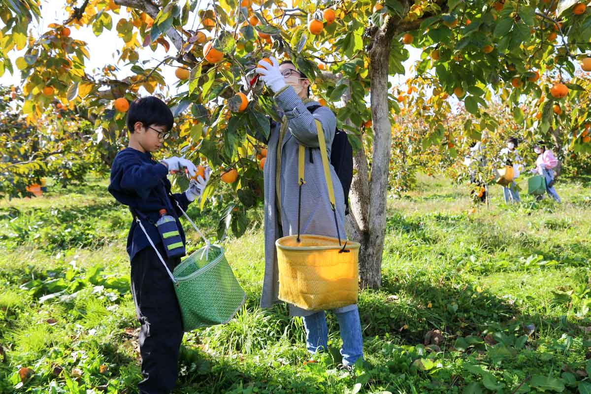 11/17(日)「親子で会津みしらず柿収穫体験」～地元の農産物の魅力に