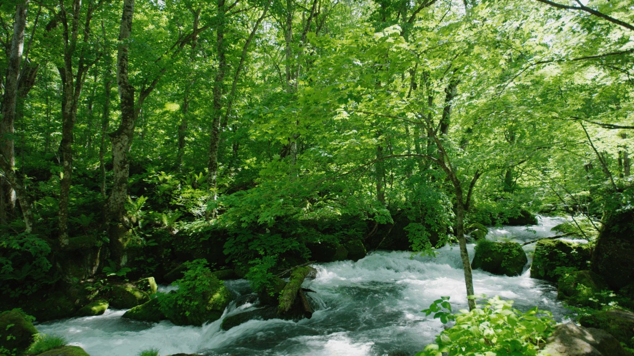 奥入瀬渓流｜スポット・体験｜【公式】青森県観光情報サイト Amazing