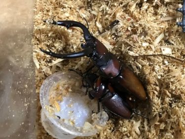 ヤエヤママルバネクワガタの大歯型は簡単！～3令幼虫からは「860cc