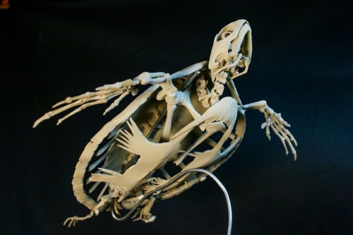 全身骨格 レプリカ続々登場中 | アンフィ合同会社 ＆ レプリカをつくる