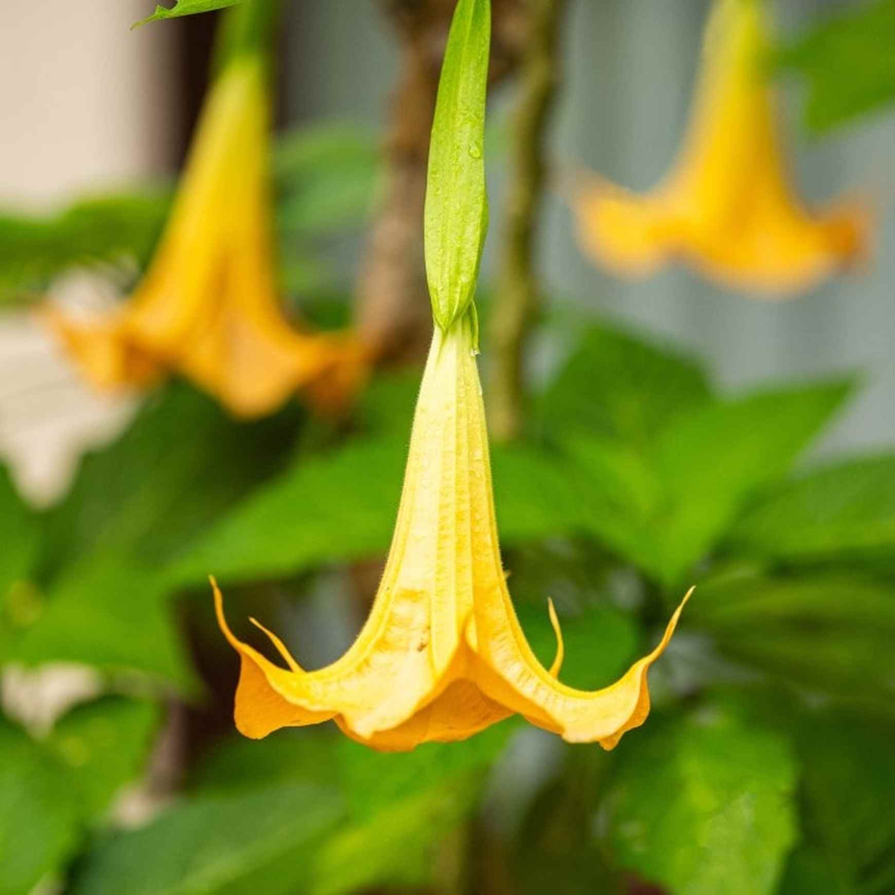 Angel's Trumpet | Brugmansia aurea – Almanac Planting Co