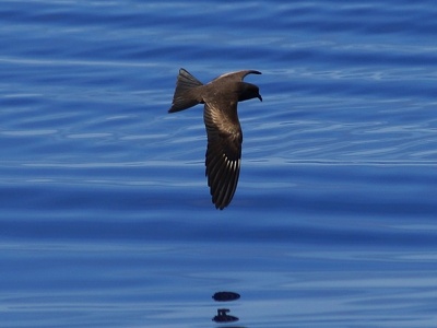 準絶滅危惧種（NT） | 世界アルバトロスデー＆シーバードウィーク