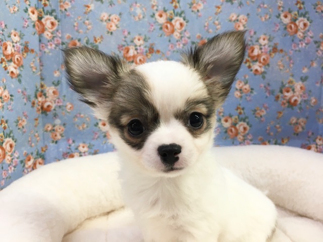 チワワ（ホワイト＆レッド）男の子 入舎！！