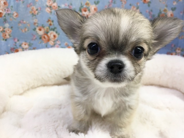 チワワ（フォーン＆ホワイト）男の子 2021年3月8日生まれ