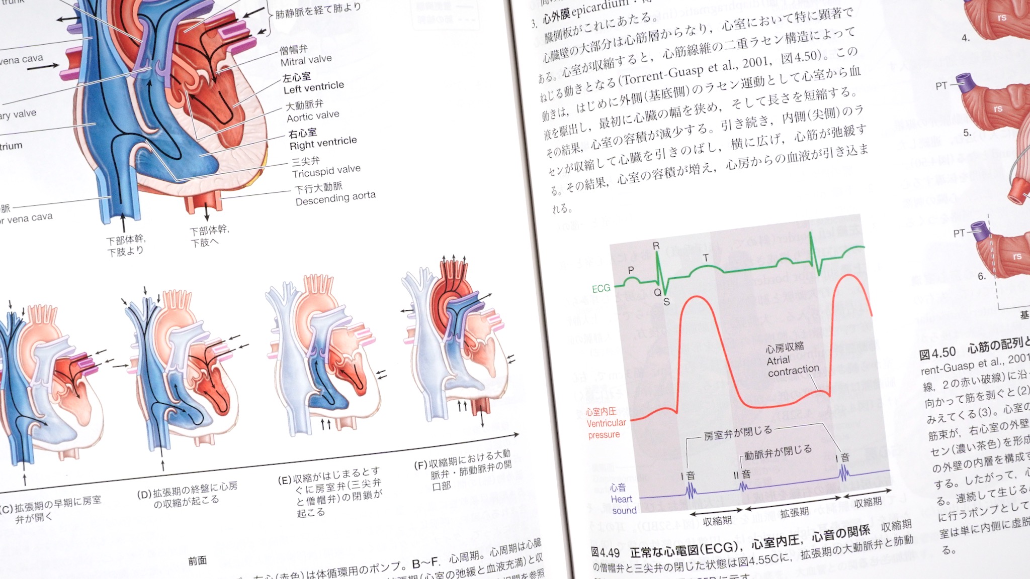 臨床のための解剖学 第3版 / Anatomy 今日も明日も/臨床のための解剖学