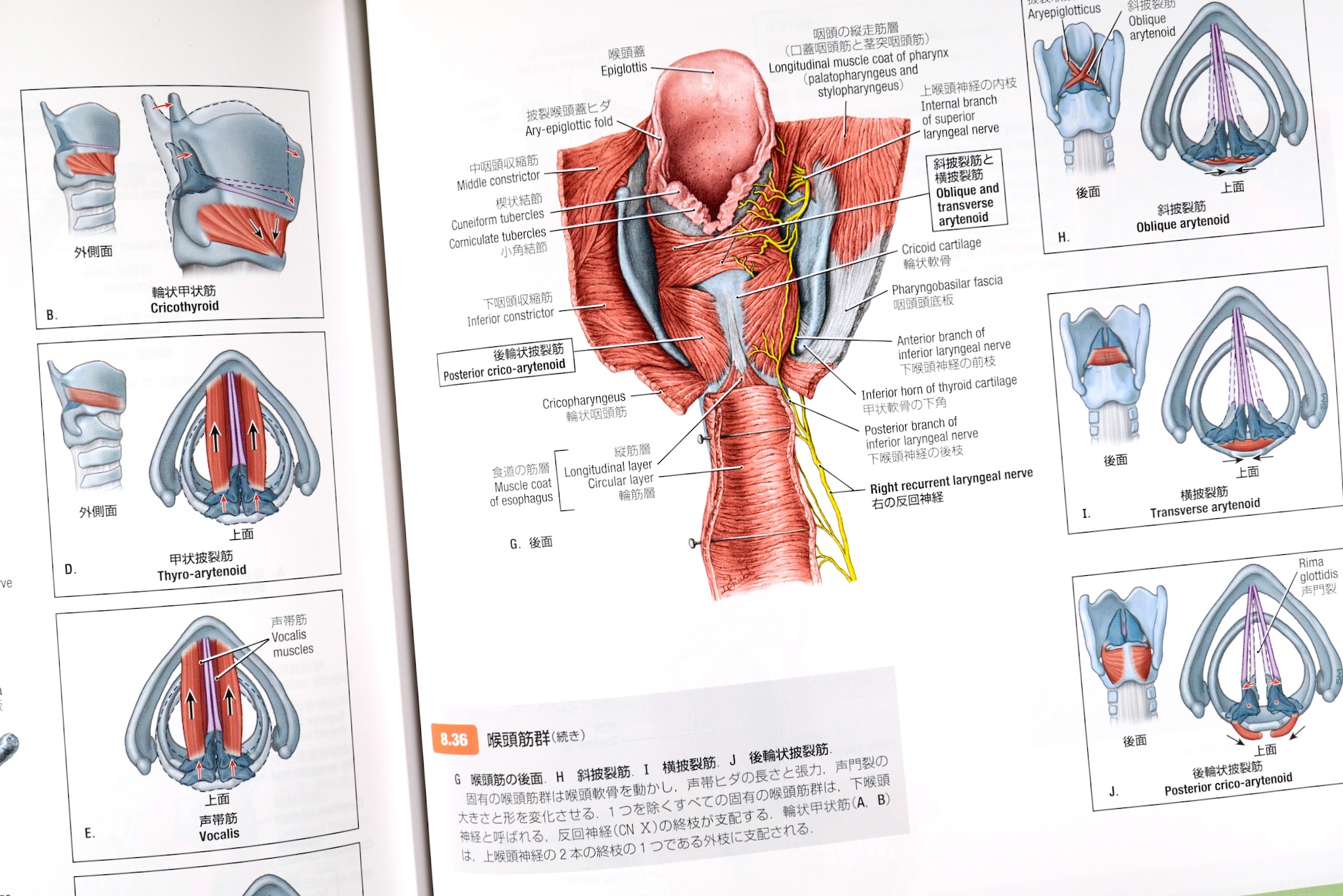 グラント解剖学図譜 第8版 / Anatomy 今日も明日も/グラント解剖学図譜
