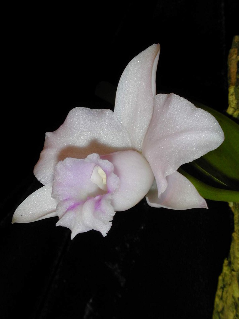 Andy's Orchids'