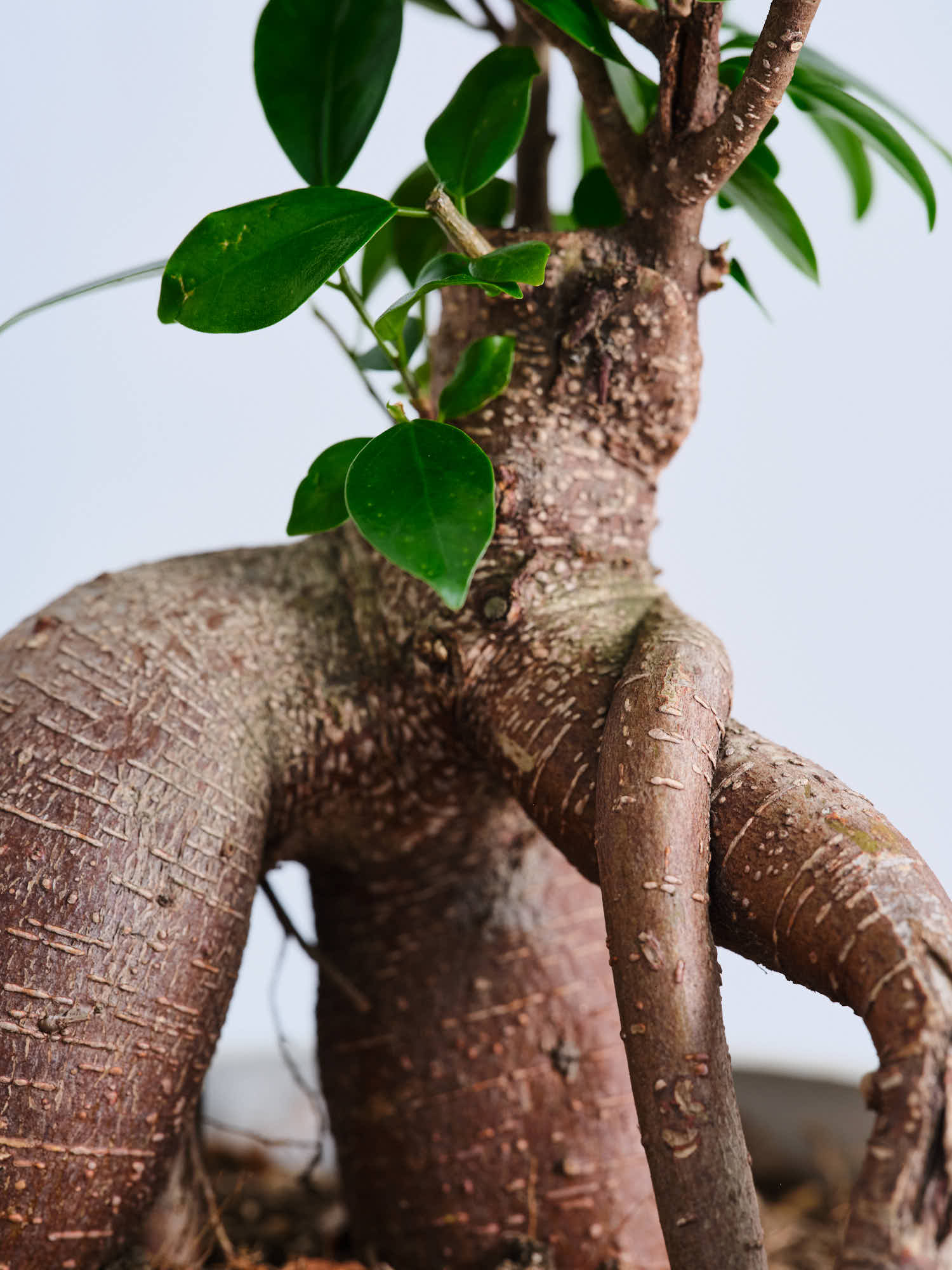 ガジュマル S | 観葉植物の通販 AND PLANTS (アンドプランツ)