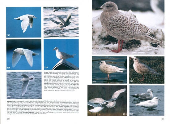 Gulls of Europe, Asia and North America | Klaus Malling Olsen