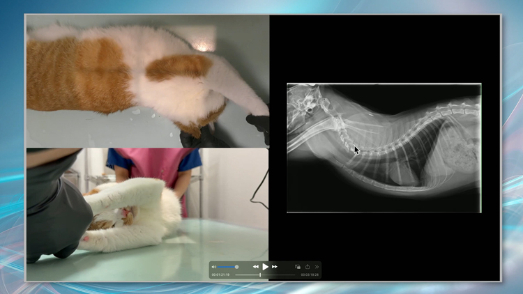 診断率UP！猫の呼吸器疾患～画像診断術～ | 株式会社 医療情報研究所