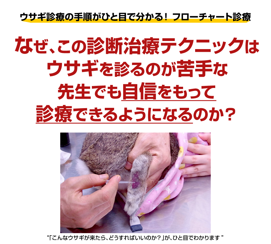 今日からできる！ ウサギのわかりやすい診断治療のテクニック | 株式