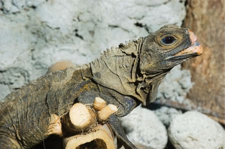 論文紹介＞行動基準を用いた爬虫類の福祉評価法（日本語訳）│PEACE 命