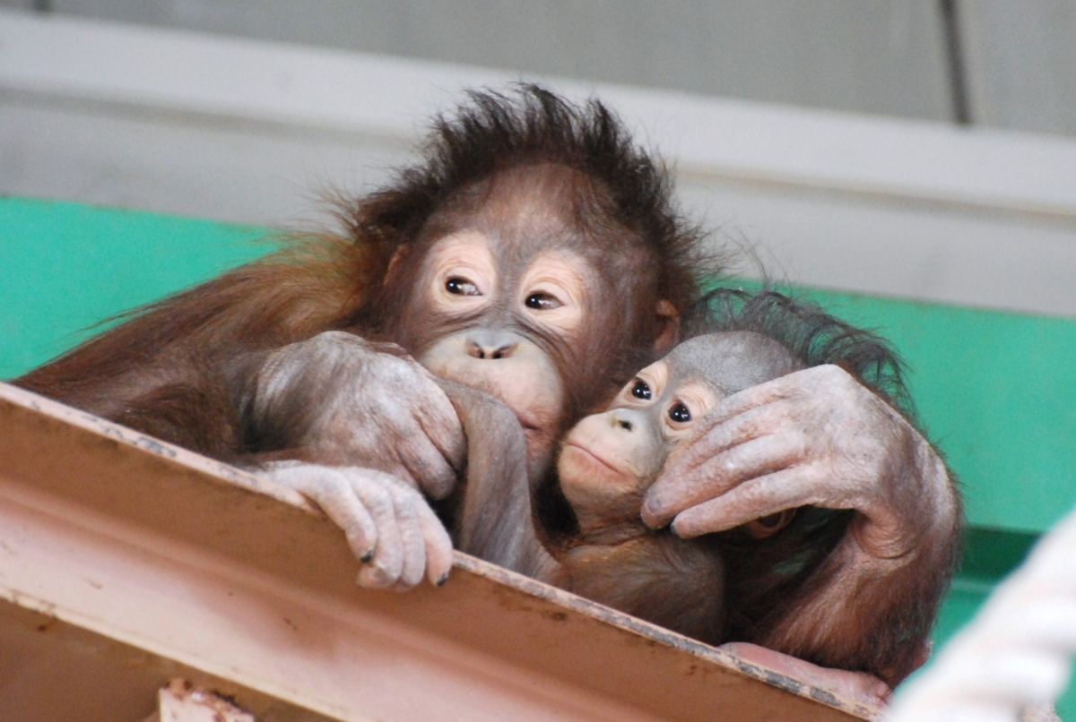 旭山動物園おらんうーたん館