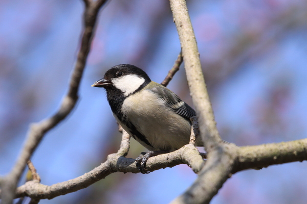 ASCII.jp：野鳥を撮るのに最適なレンズはどっち？ キヤノン×シグマ