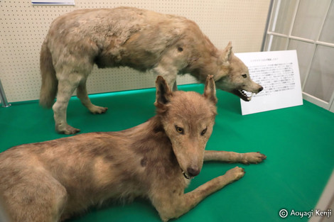 絶滅した日本のオオカミ』 （01） 神から害獣に変わったオオカミ