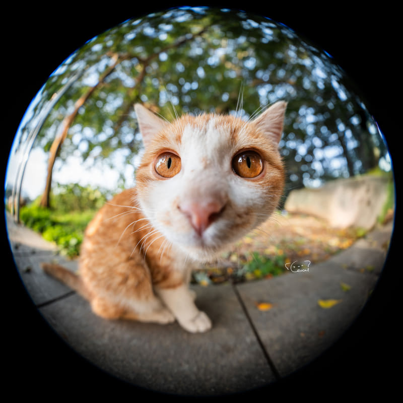 フルサイズミラーレスマウントに対応した魚眼ズームレンズ - デジカメ