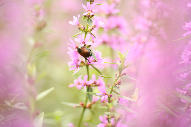 交換レンズ実写ギャラリー：タムロン「SP AF 60mm F2 Di II Macro 1:1