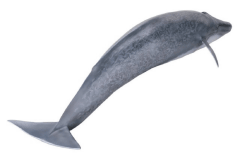 海洋堂、「メガソフビアドバンス シロナガスクジラ」を発売 - GAME Watch