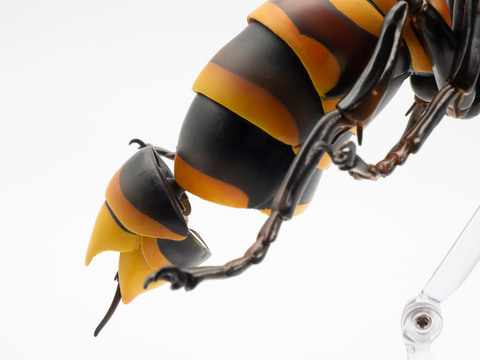 レビュー】自然が生む造形の美しさ！ 「REVO GEOオオスズメバチ