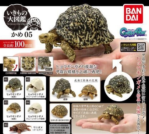 いきもの大図鑑」カメシリーズ第5弾。ガシャポン「かめ05」近日発売