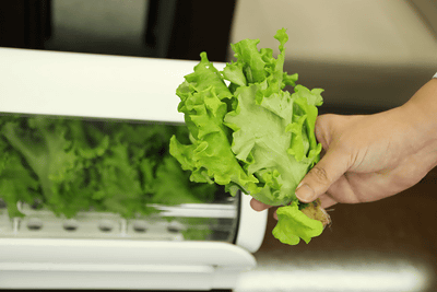 沖縄セルラーが家庭向け水耕栽培キット「やさい物語」 - ケータイ Watch