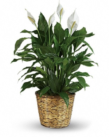 Simply Elegant Spathiphyllum (Peace Lily) - Large in Orangeburg SC