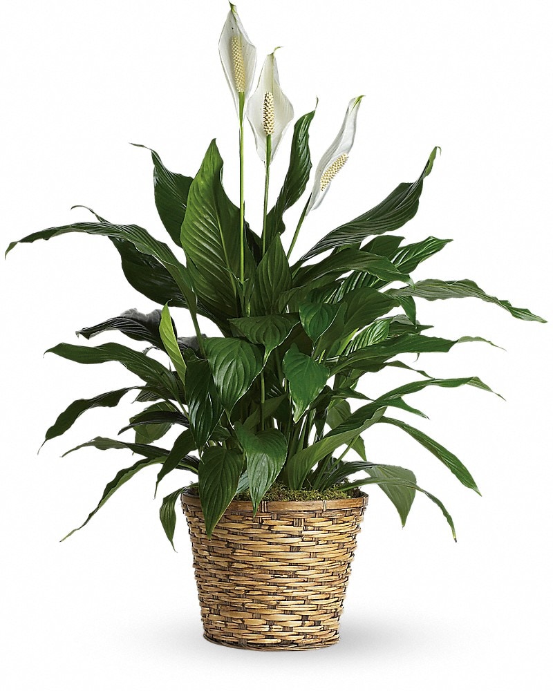 Simply Elegant Spathiphyllum (T105-2A) in Worcester MA - Holmes
