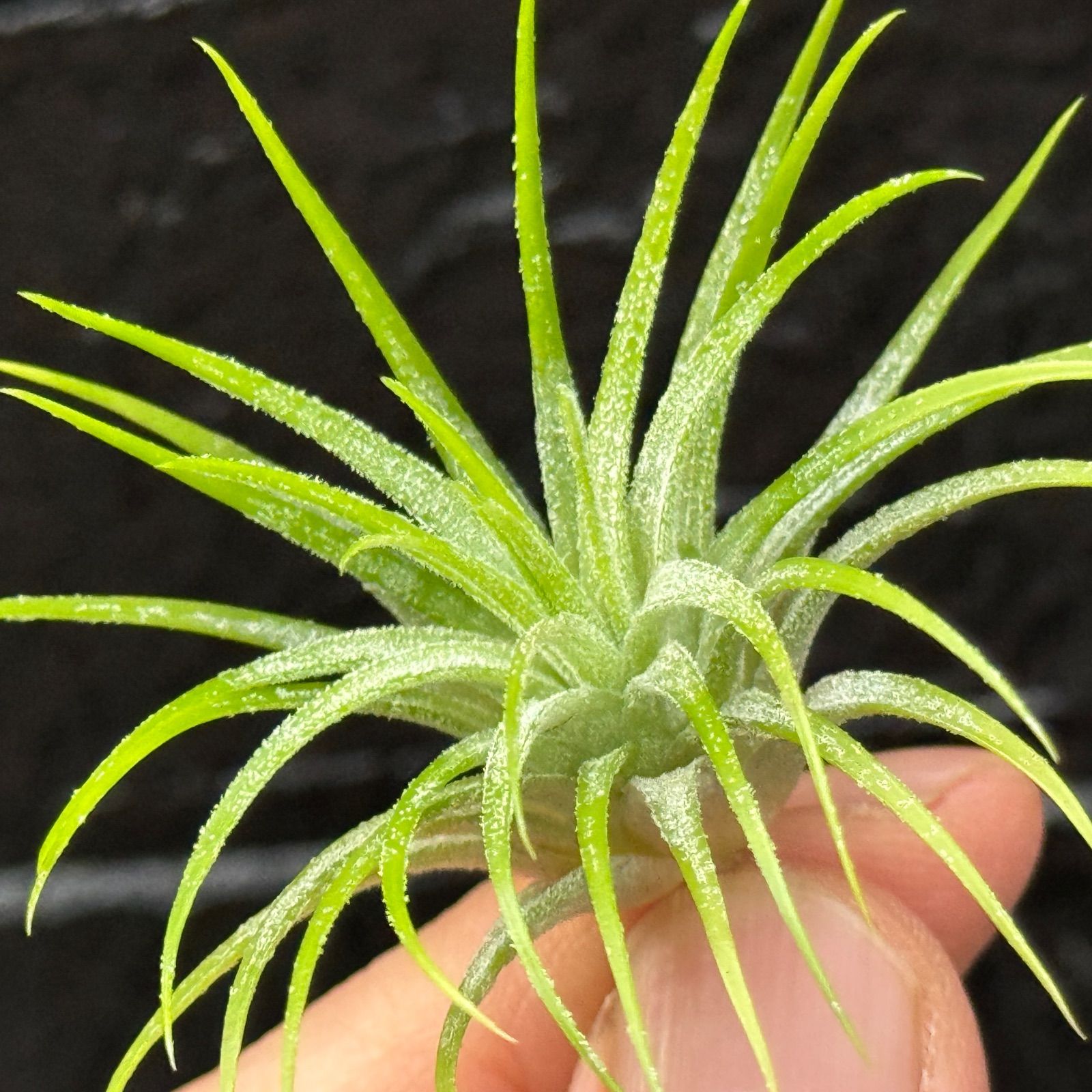チランジア イオナンタ グリーン スノー Tillandsia ionantha green