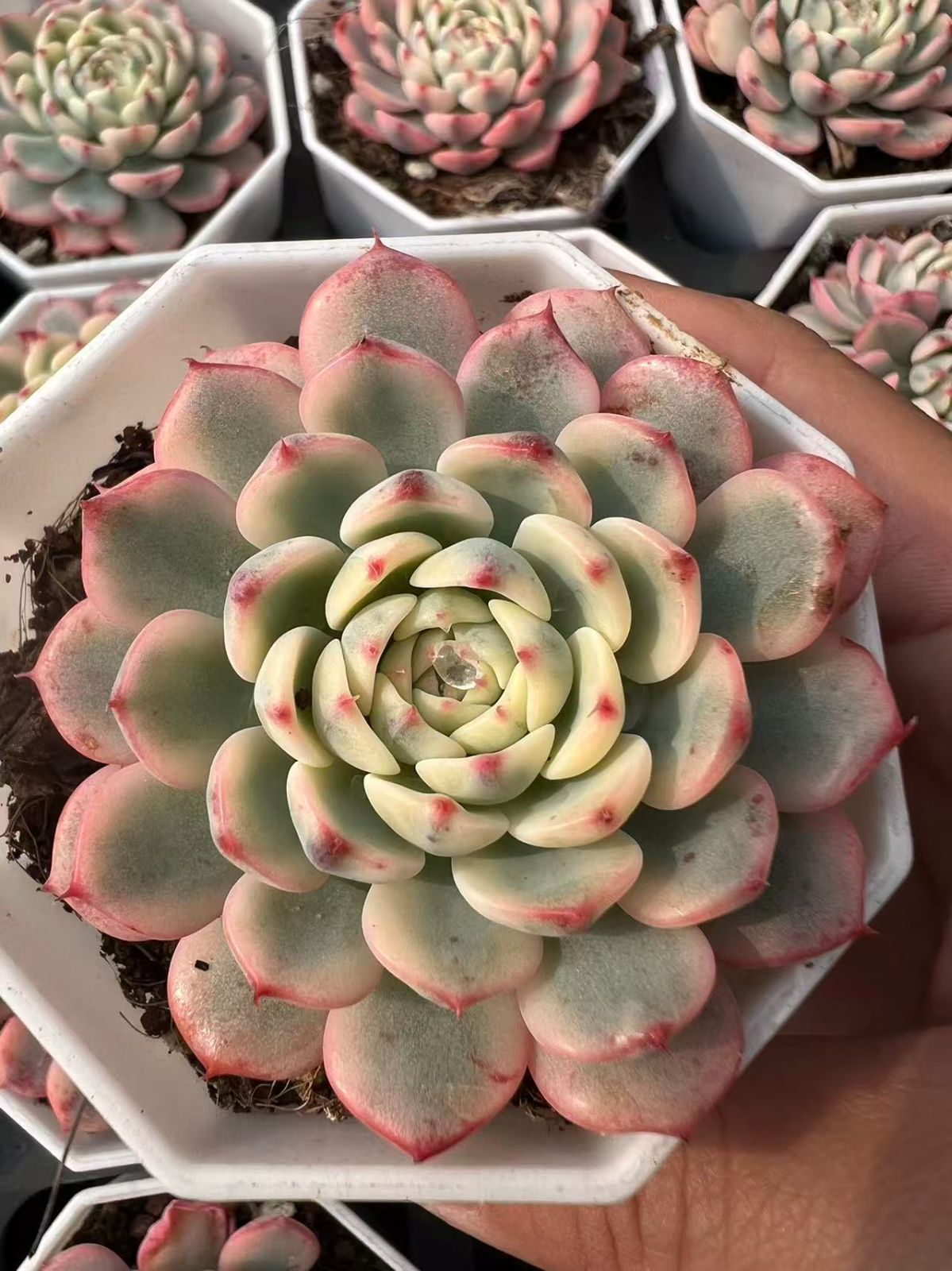 多肉植物 淡雪錦.抜き苗4株..法師錦1株 多肉植物 淡雪錦.抜き苗4株